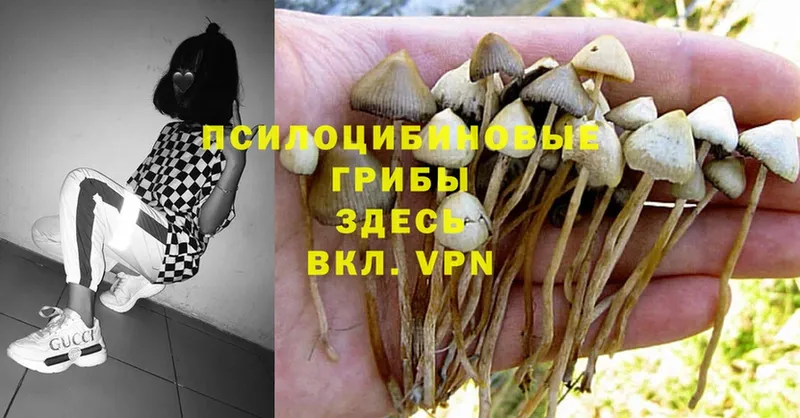 как найти наркотики  Ржев  Галлюциногенные грибы Cubensis 